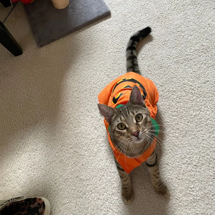 Morgan's Cat Care - Love Care And Play