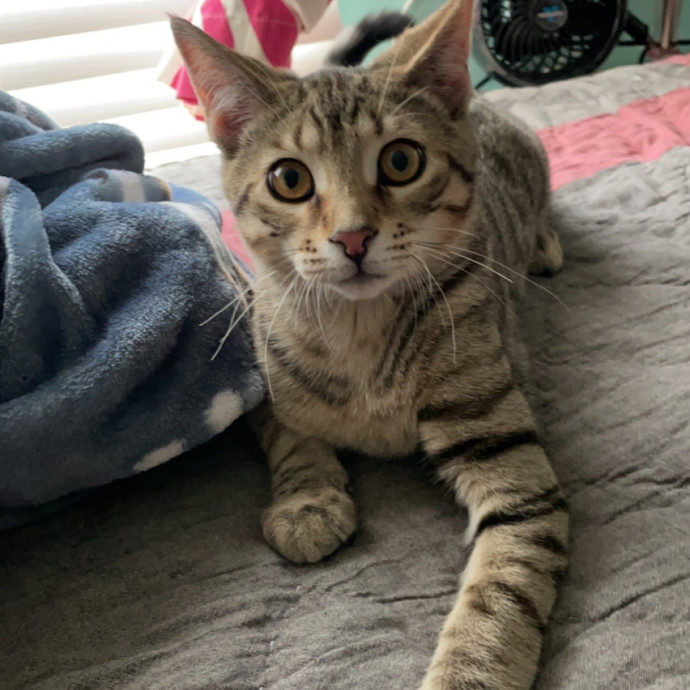 Morgan's Cat Care - Love Care And Play