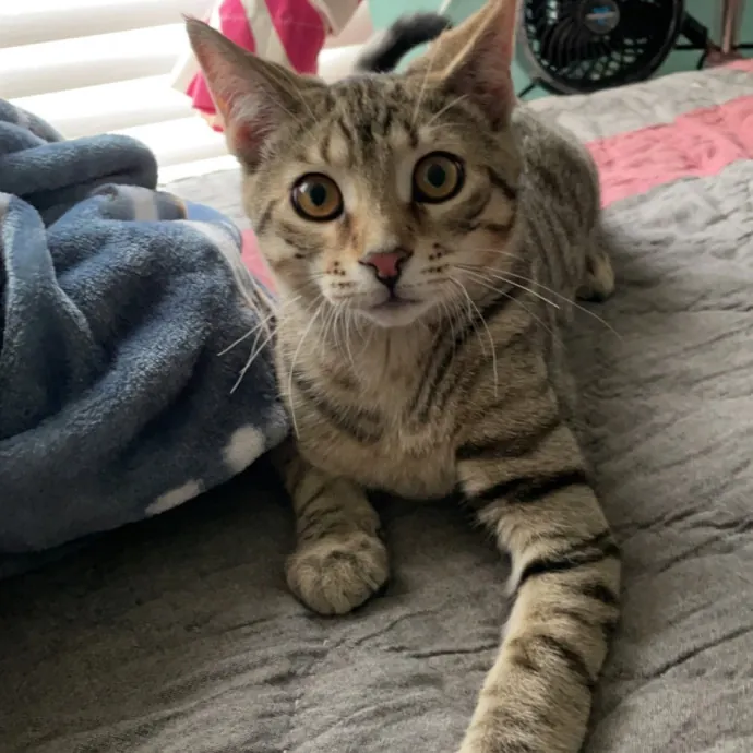 Morgan's Cat Care - Love Care And Play