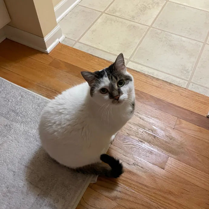 Morgan's Cat Care - Love Care And Play