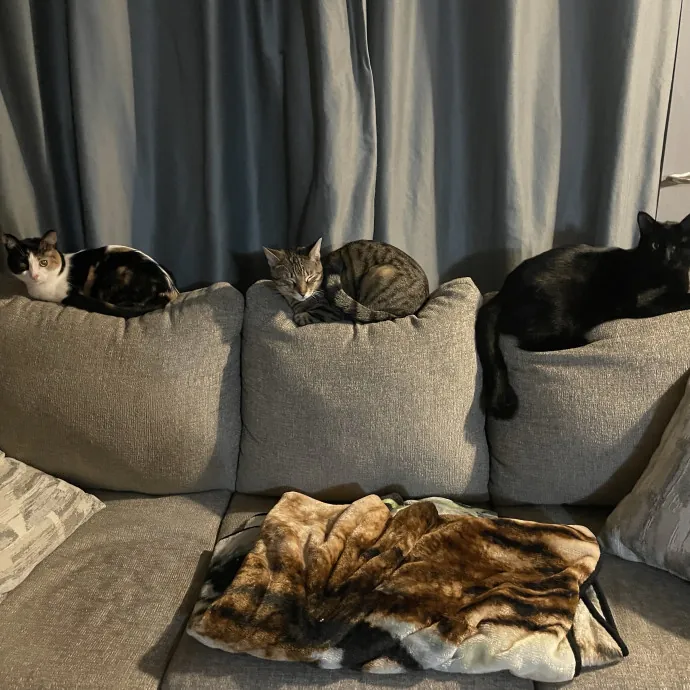 Morgan's Cat Care - Love Care And Play