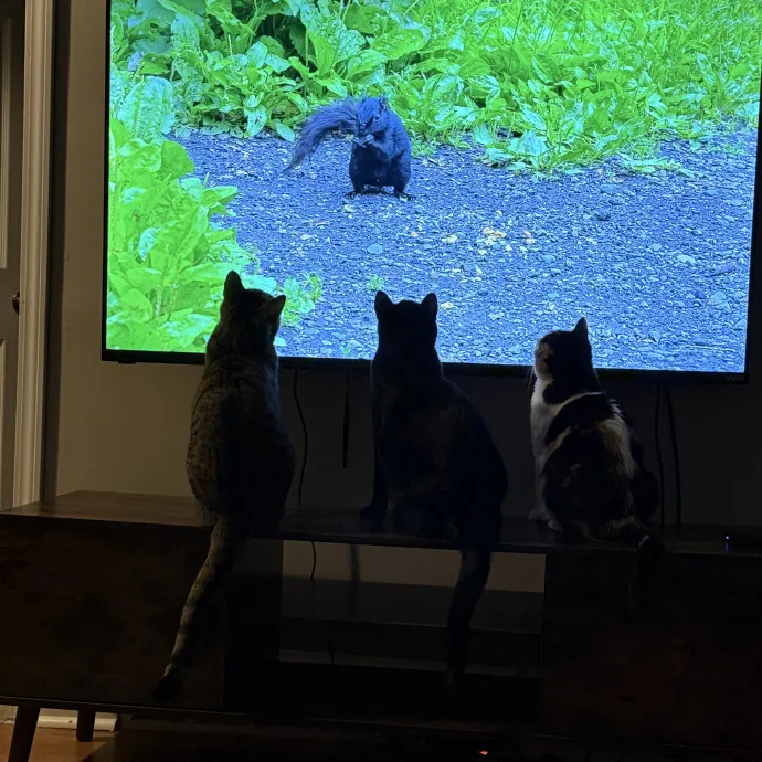 Morgan's Cat Care - Love Care And Play