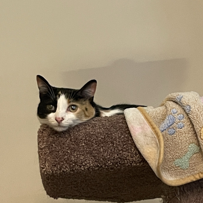 Morgan's Cat Care - Love Care And Play