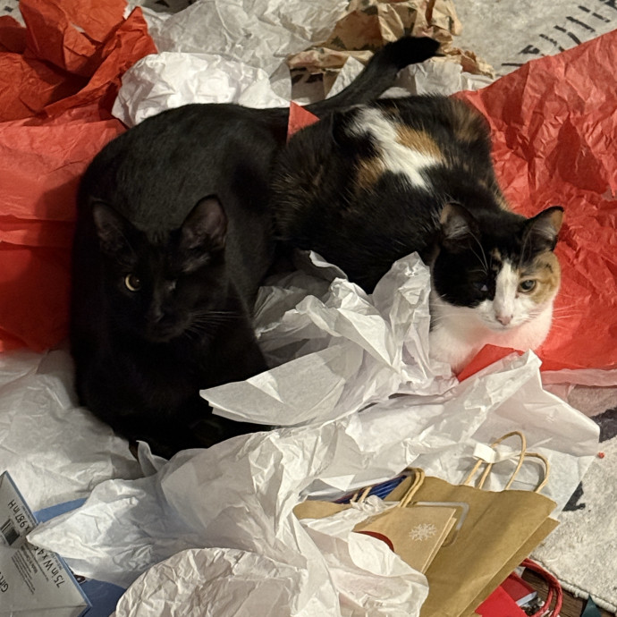 Morgan's Cat Care - Love Care And Play