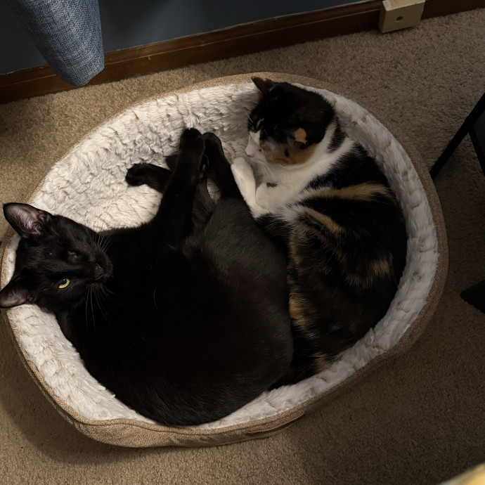 Morgan's Cat Care - Love Care And Play
