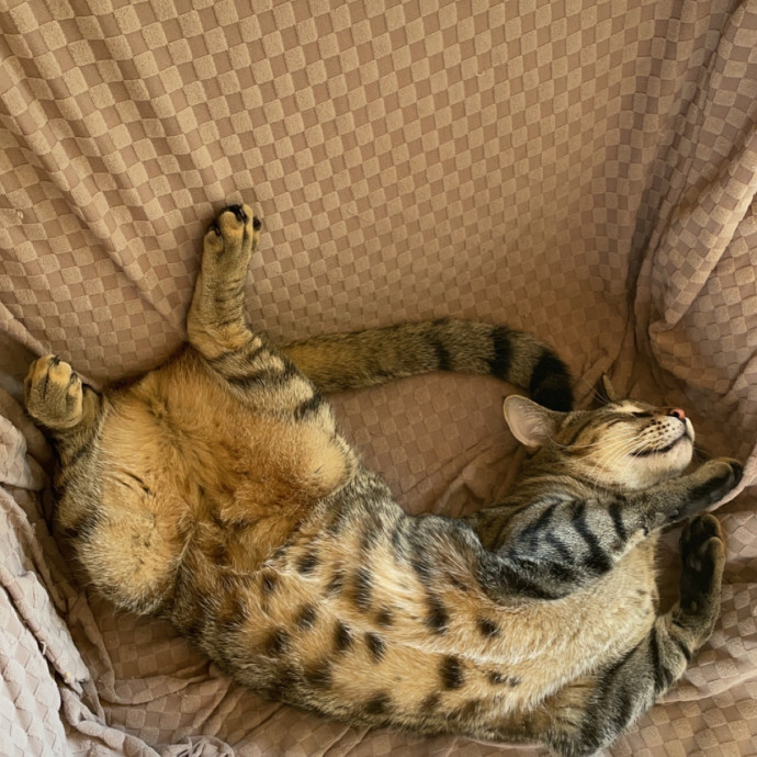 Morgan's Cat Care - Love Care And Play photo 3