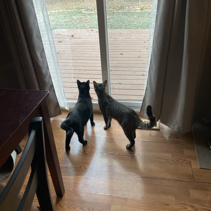 Morgan's Cat Care - Love Care And Play photo 2