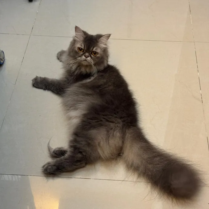 Cats Is Life Meowcare