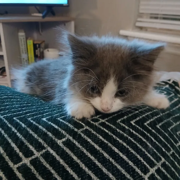 Cats Is Life Meowcare