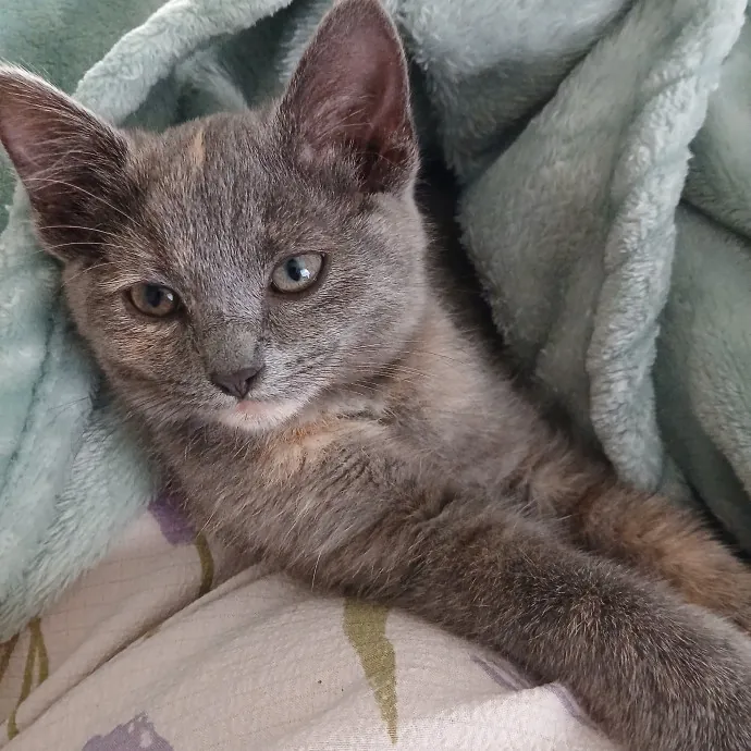 Cats Is Life Meowcare