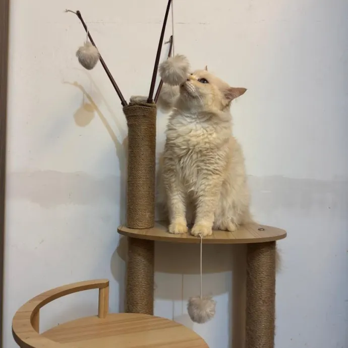 Cats Is Life Meowcare