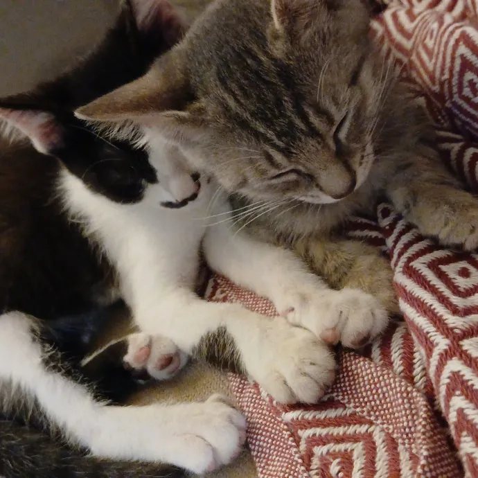 Cats Is Life Meowcare photo 4