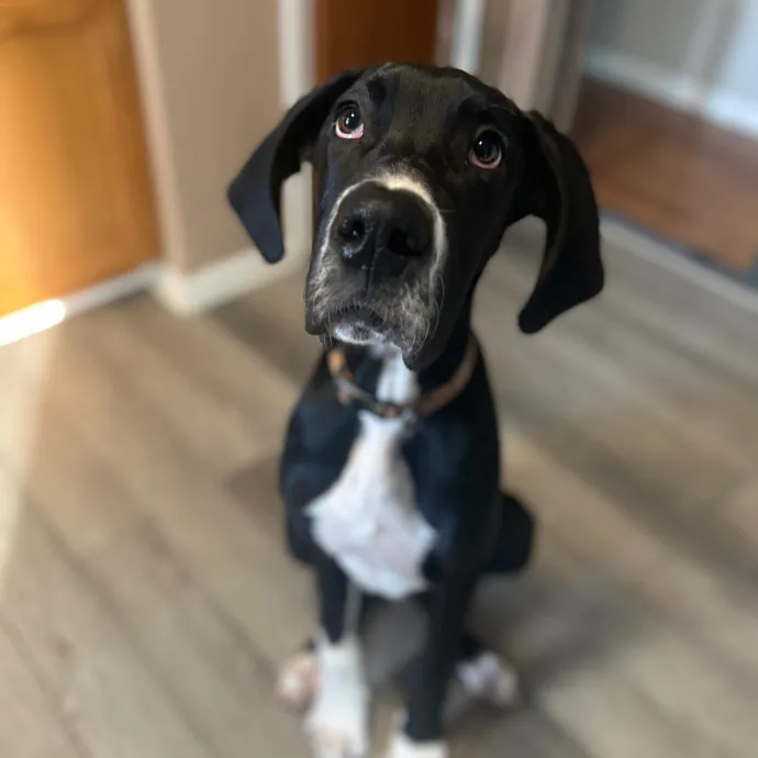 Cats Is Life Meowcare photo 3