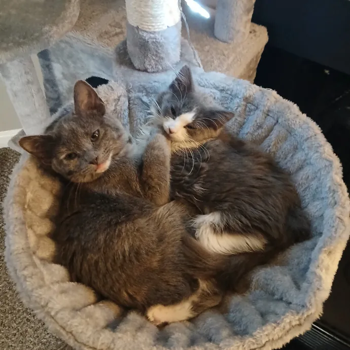 Cats Is Life Meowcare photo 2