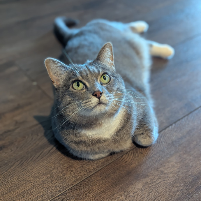 Your Cat's Calm Trusted Auntie