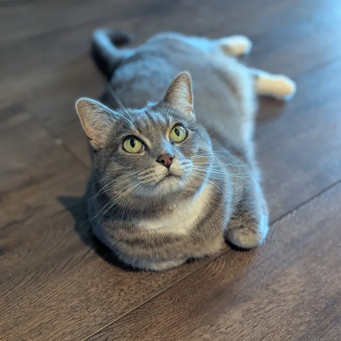 Your Cat's Calm Trusted Auntie