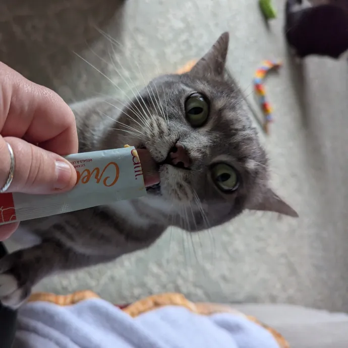 Your Cat's Calm Trusted Auntie