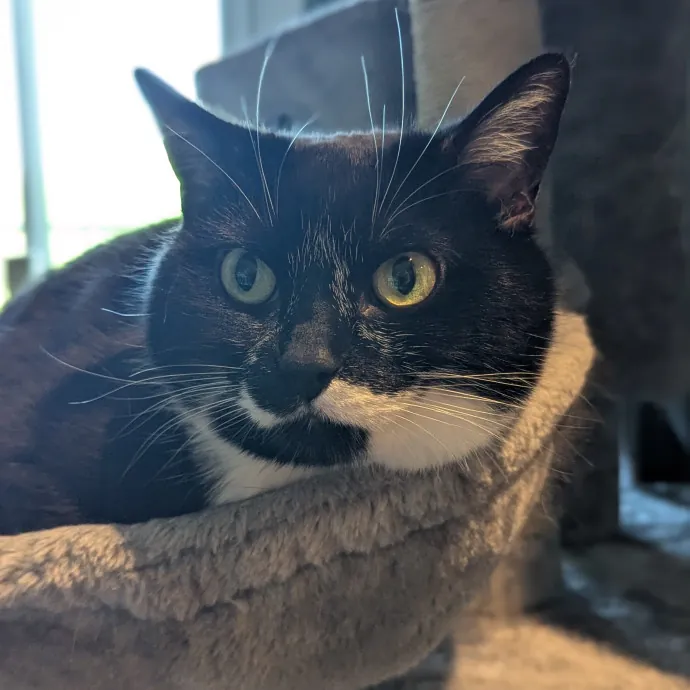 Your Cat's Calm Trusted Auntie