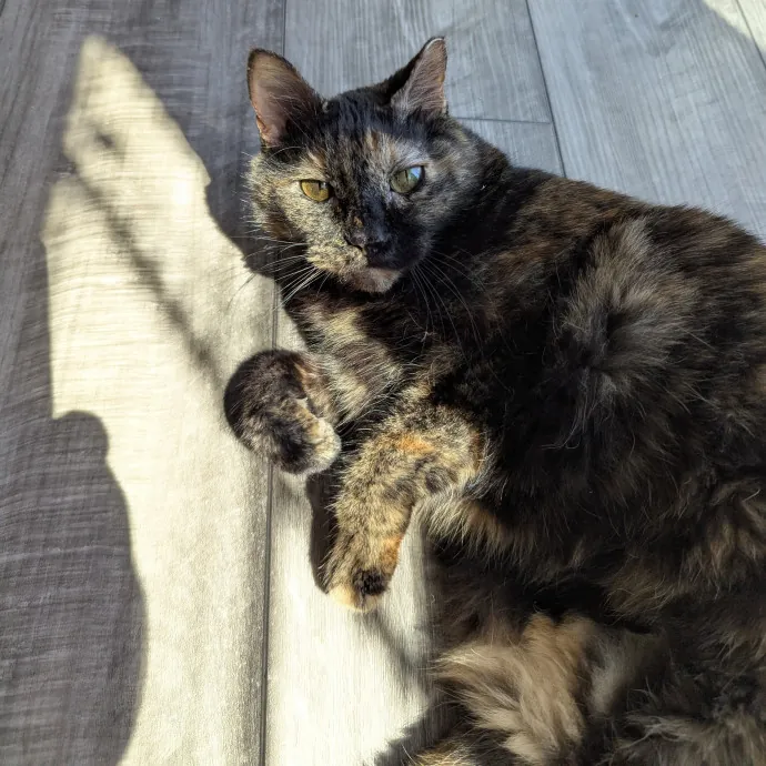 Your Cat's Calm Trusted Auntie