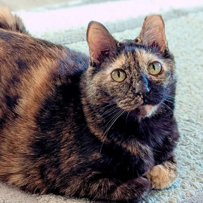 Your Cat's Calm Trusted Auntie