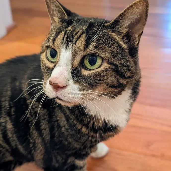 Your Cat's Calm Trusted Auntie