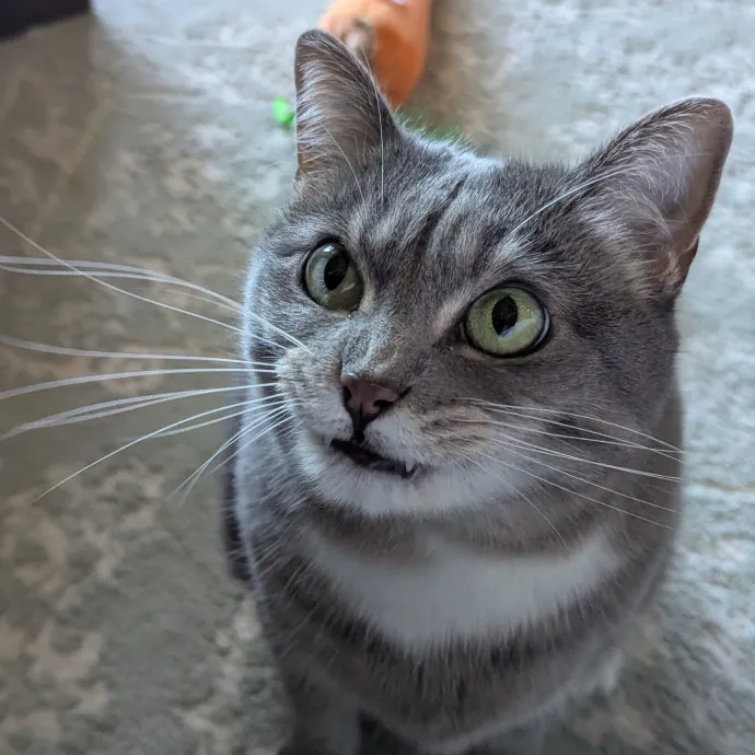Your Cat's Calm Trusted Auntie