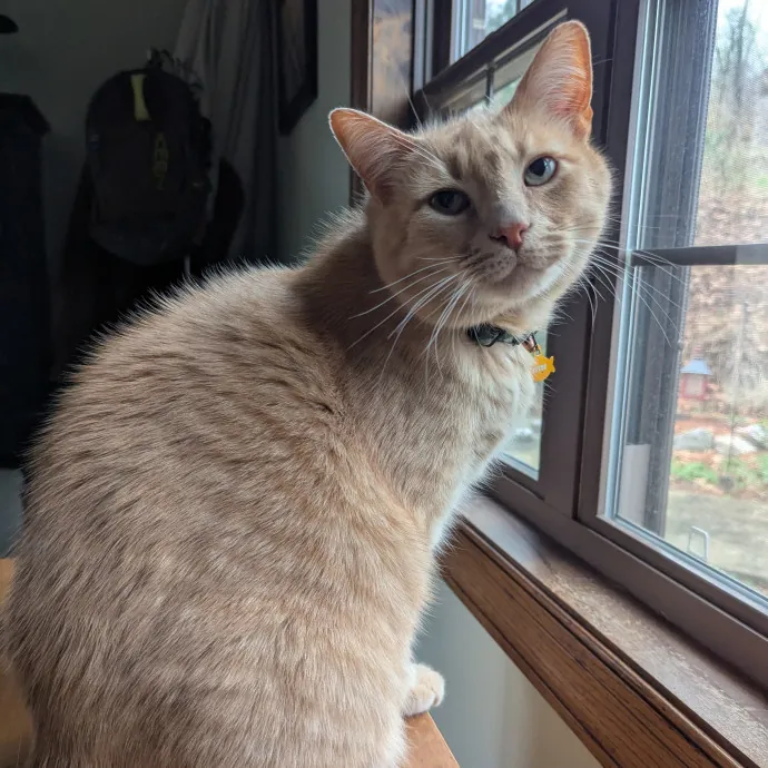 Your Cat's Calm Trusted Auntie