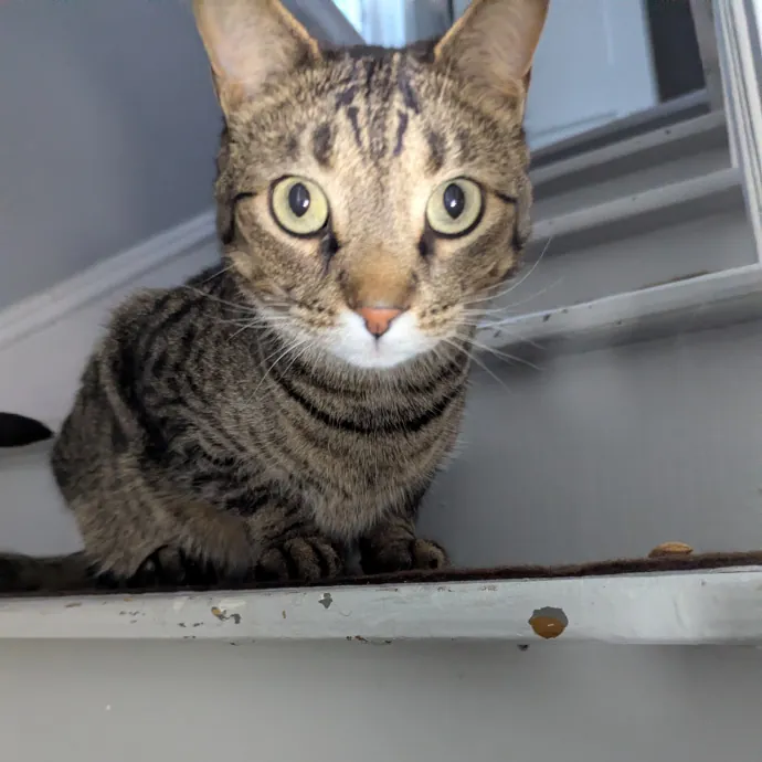 Your Cat's Calm Trusted Auntie