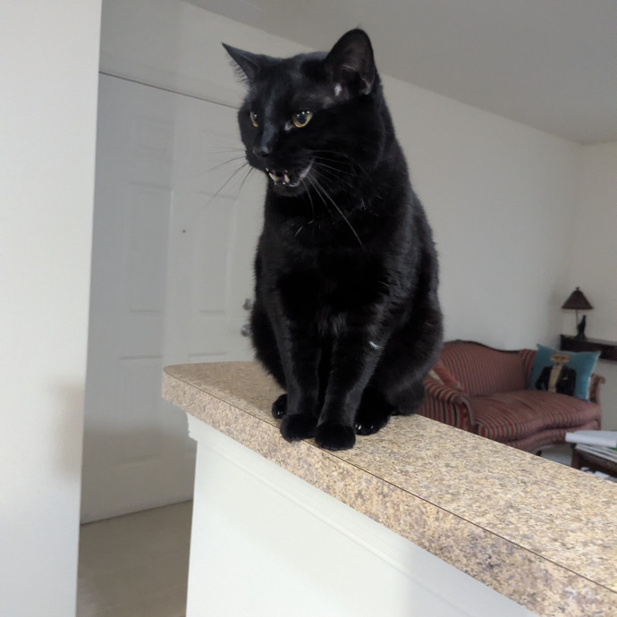 Your Cat's Calm Trusted Auntie