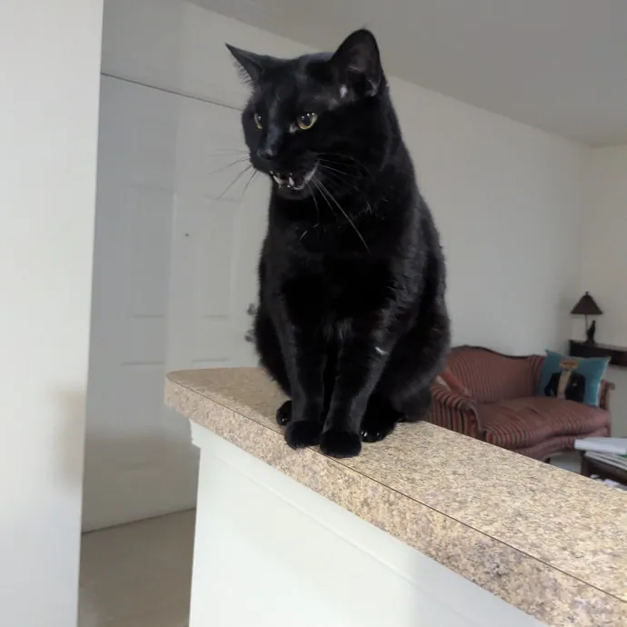 Your Cat's Calm Trusted Auntie