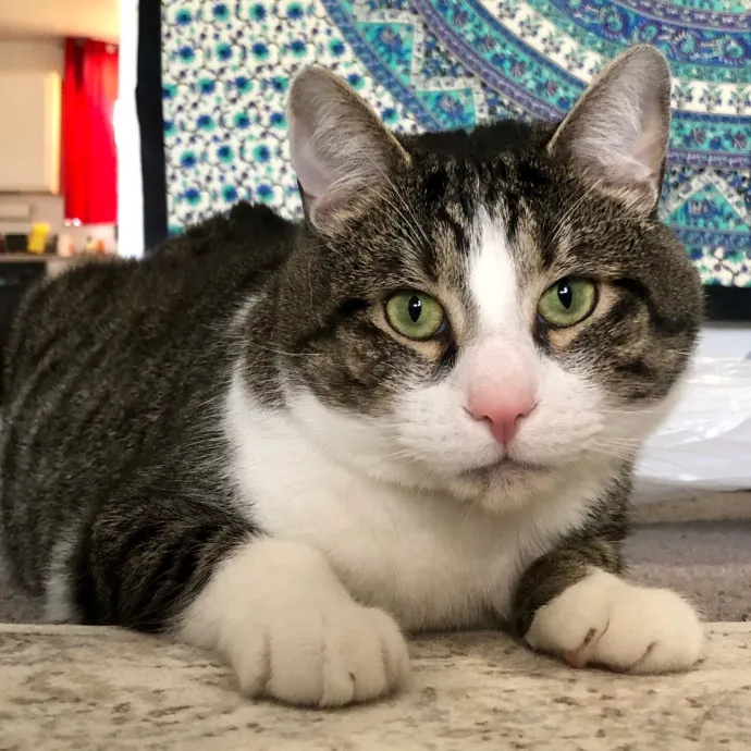 Your Cat's Calm Trusted Auntie