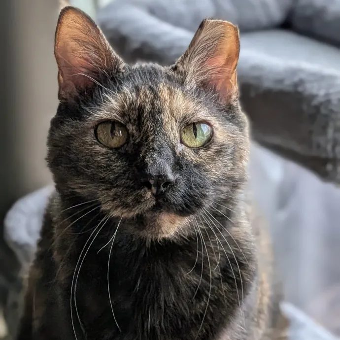 Your Cat's Calm Trusted Auntie
