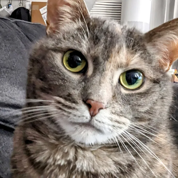 Your Cat's Calm Trusted Auntie