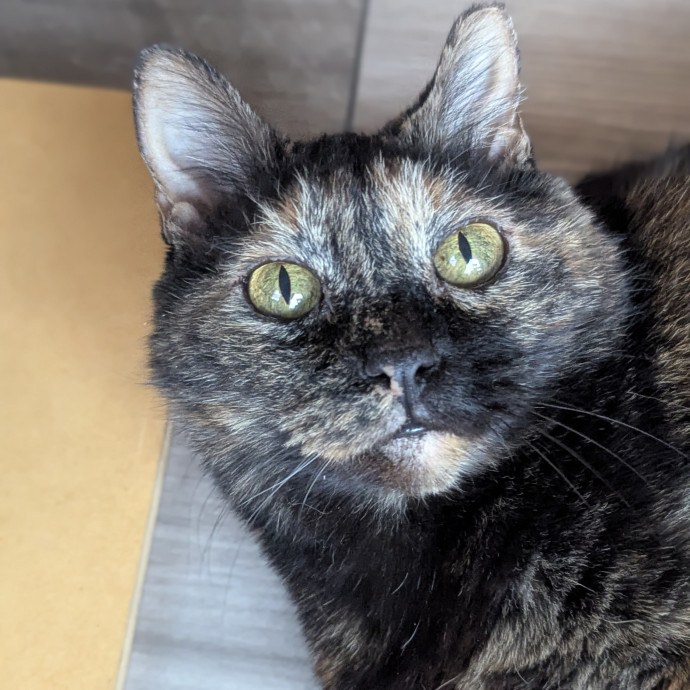 Your Cat's Calm Trusted Auntie