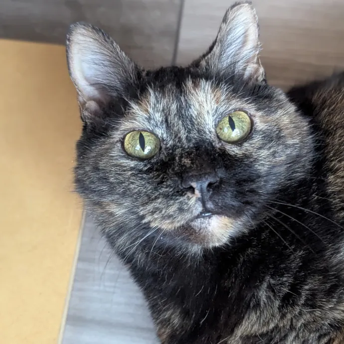 Your Cat's Calm Trusted Auntie