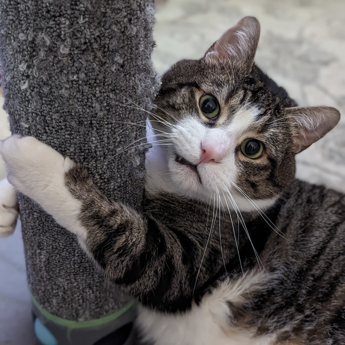Your Cat's Calm Trusted Auntie