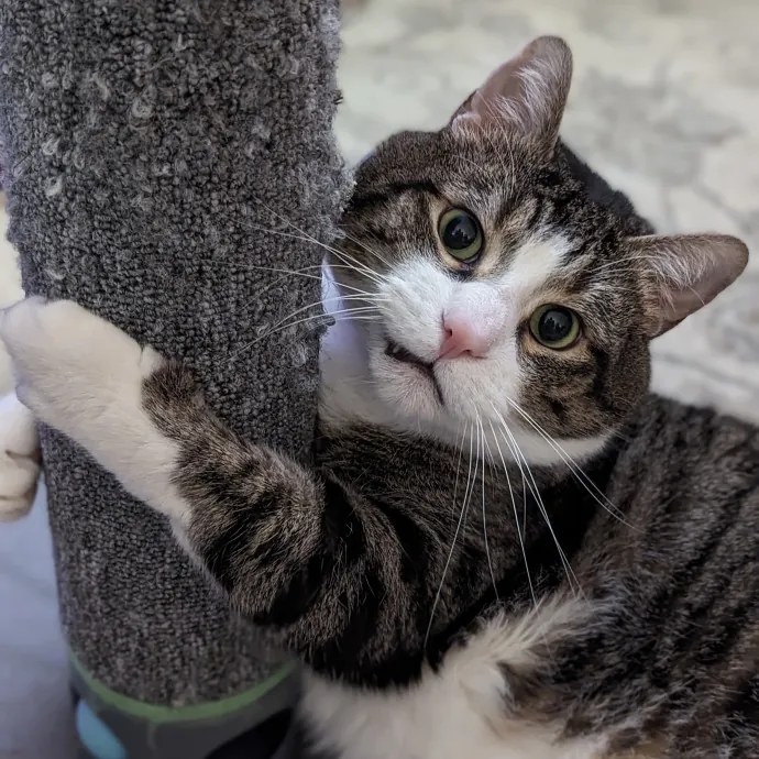 Your Cat's Calm Trusted Auntie