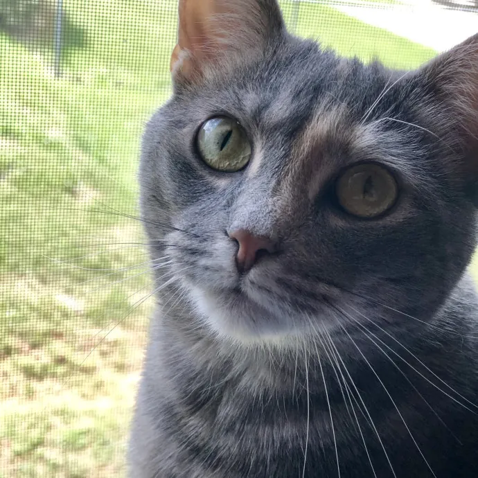 Your Cat's Calm Trusted Auntie