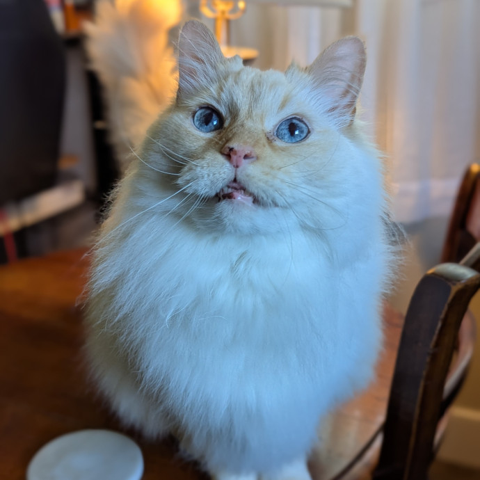 Your Cat's Calm Trusted Auntie