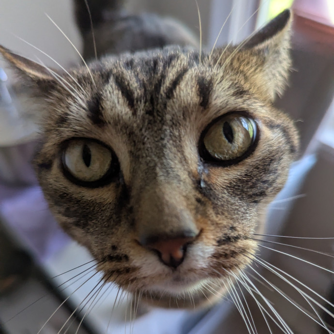 Your Cat's Calm Trusted Auntie photo 3
