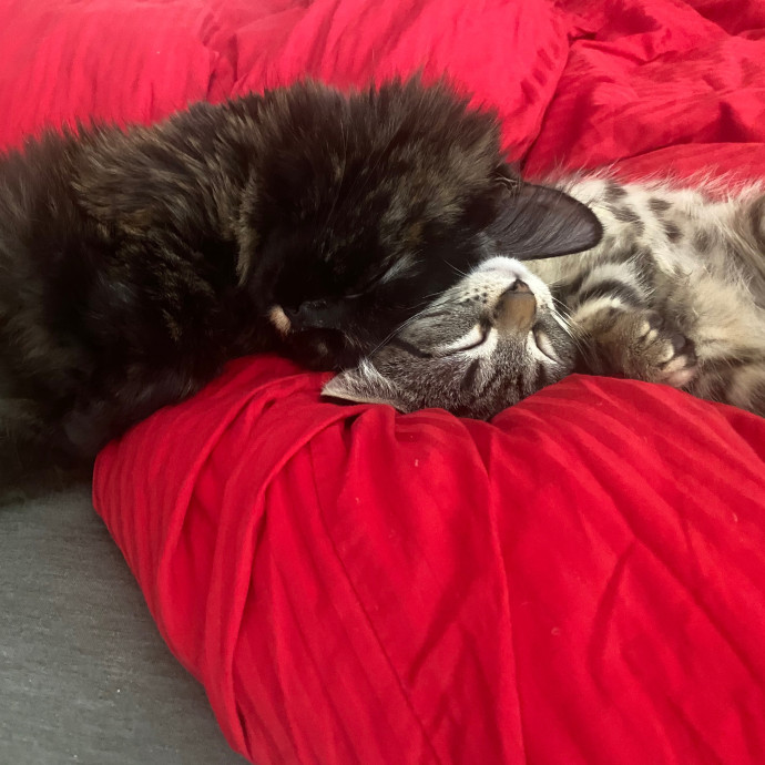 Justyce's Purrrfect Cat Sitting Services