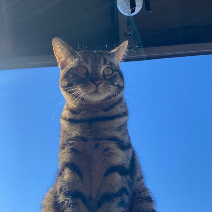 Justyce's Purrrfect Cat Sitting Services photo 3