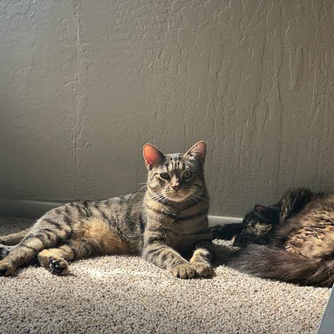 Justyce's Purrrfect Cat Sitting Services photo 2