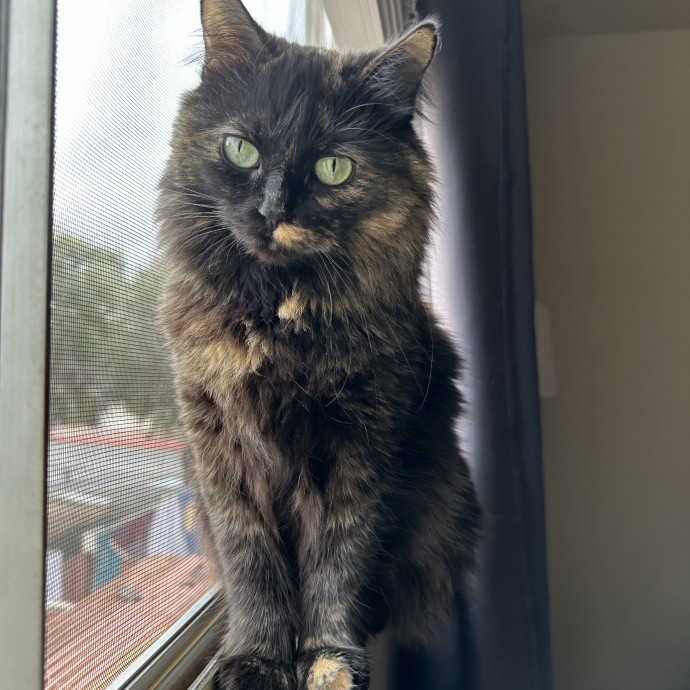 Justyce's Purrrfect Cat Sitting Services photo 3