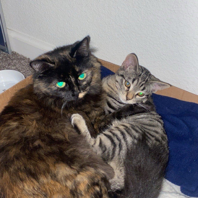 Justyce's Purrrfect Cat Sitting Services photo 2