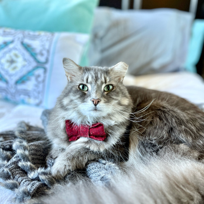 Cat-Approved Cuddles  Care photo 2
