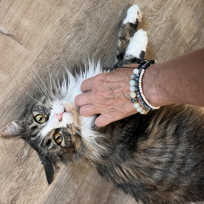 Cat-Approved Cuddles  Care photo 2