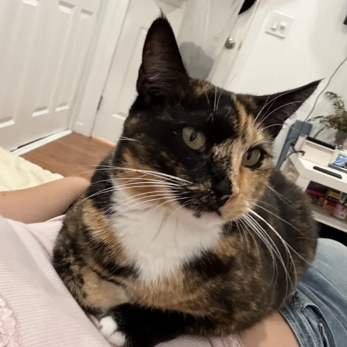 Lain The Cat Mom