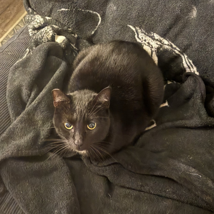 Lain The Cat Mom