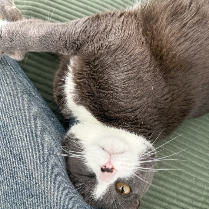 Lain The Cat Mom